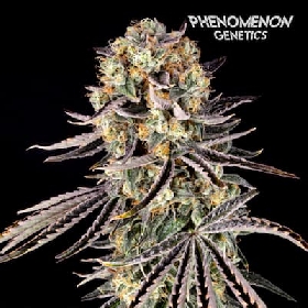 Beanz 4 Locoz > Phenomenom Genetics